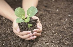 12 Секретов выращивания рассады капусты