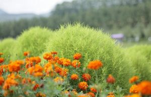 16 Цветочных культур, которые нужно посеять на рассаду в апреле