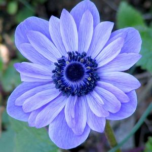 20 Голубых цветов для вашего сада