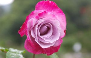 20 Самых лучших двуцветных и пестрых чайно-гибридных роз для вашей дачи