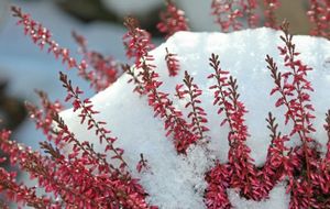 5 Распространенных мифов о зимнем укрытии растений