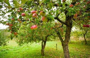 6 Основных причин болезней плодовых деревьев