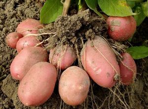 8 Секретов хорошего урожая картофеля