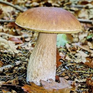 Белый гриб-где и как его искать? съедобные грибы фото и названия.