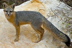 Биологические основы и жизнь в природе лисиц