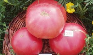 Чем руководствоваться при выборе сорта томатов?