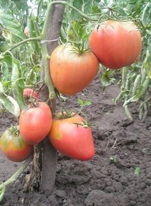Чем руководствоваться при выборе сортов томатов