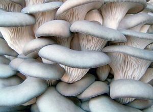 Четыри группы грибов