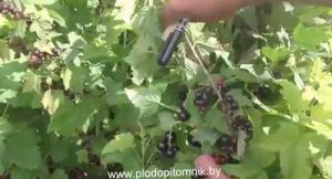 Чёрная смородина селеченская и селеченская 2 – любимые сорта садоводов