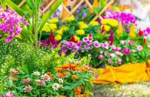 Цветы-многолетники станут украшением вашего сада на несколько сезонов