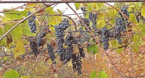 Дамские пальчики: виноград, который можно вырастить на даче