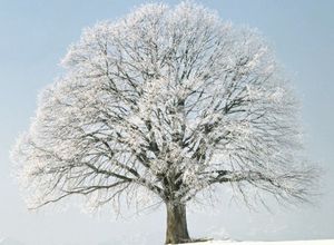 Дерево замерзло… как спасти замерзшее дерево?