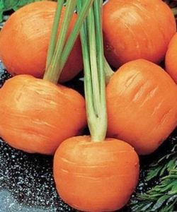 Длинноплодные сорта моркови