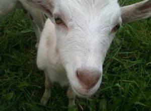 Доение коз и мысли во время доения коз