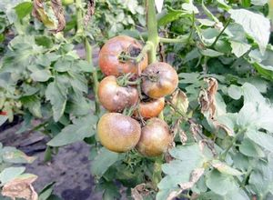 Фитофтора на помидорах: природа возникновения, борьба