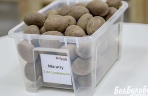 Голландская технология выращивания большого урожая картофеля