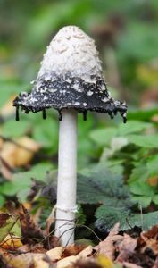 Гриб подосиновик-не всегда красноголовый! съедобные грибы фото и названия