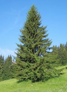 Характеристика дерева европейской ели или обыкновенной ели