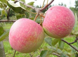 Характеристика сорта яблок антоновка: особенности посадки, уход, разновидности