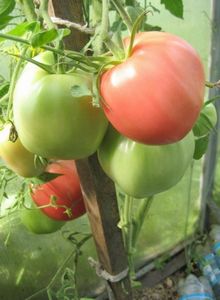 Характеристика сортов и гибридов томатов (мечта, настена р1 и украинский солестойкий )