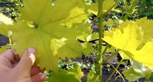 Хлороз винограда. причины возникновения и способы борьбы