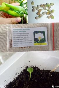Хоста из семян: как вырастить красавицу сада