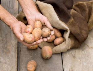 Хранение семенного материала картофеля