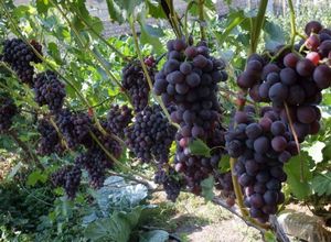Иностранные сорта винограда