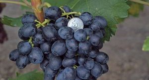 Использование гиббереллина на винограде