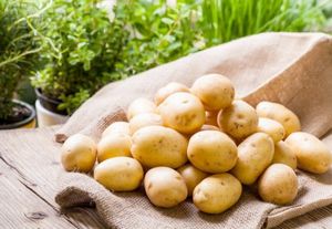 Испортились ростки картофеля