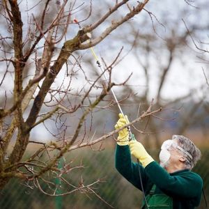 Яблоня боровинка – настоящая находка для садоводов-любителей
