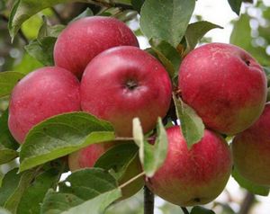 Яблоня сорта лобо – привет из канады