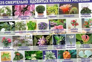 Ядовитые растения для животных: 10 опасных комнатных цветов