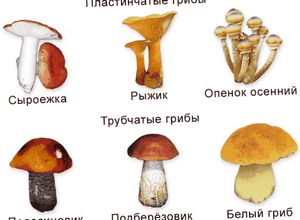 Экологические группы грибов