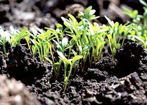 Эшшольция: выращивание из семян и уход за растением