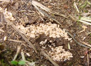 Как бороться с муравьями на садовом участке: химические и народные средства