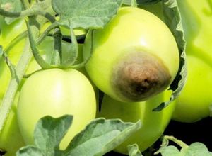 Как бороться с вершинной гнилью на томатах, растущих в теплице и в открытом грунте