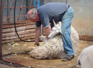 Как нужно стричь овец?