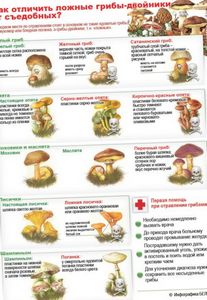 Как определить грибы?