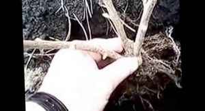 Как посадить черную смородину черенками