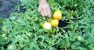 Как правильно формировать томатные кусты высотой до 1 м?