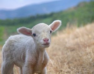 Как правильно кормить овец?
