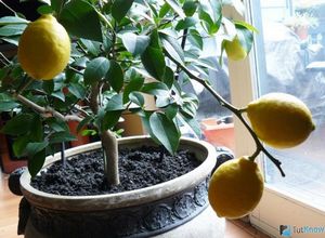 Как правильно прививать лимон?