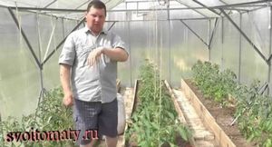 Как правильно ухаживать за помидорами после высадки в теплицу