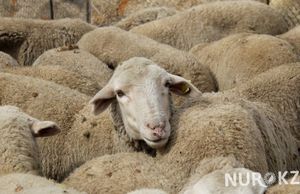 Как правильно выбрать хорошую овцу?