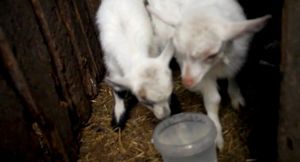 Как правильно выращивать маленьких козлят?