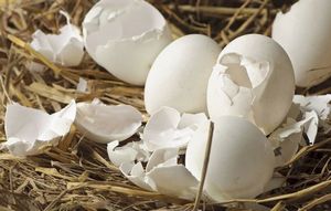 Как приготовить и правильно применять удобрение из яичной скорлупы?