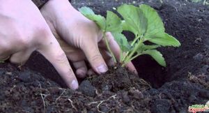 Как сажать землянику семенами: правила посадки и ухода