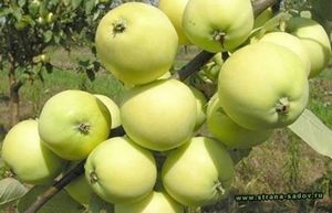 Как удобрять яблоню осенью