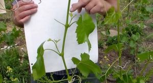 Как ускорить вызревание лозы саженцев винограда при их выращивании в домашних условиях